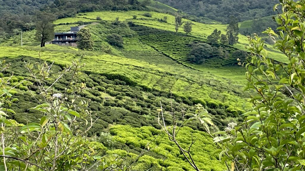 Sage 4bhk luxury villa in ooty, 5bhk luxury villa in Ooty, Avalanche lake, Clean homestay, Airbnb Villa at Ooty